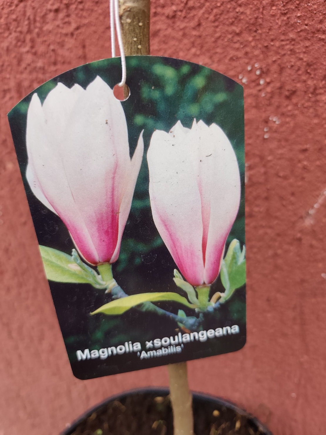 Magnolia soulangeana Amabilis