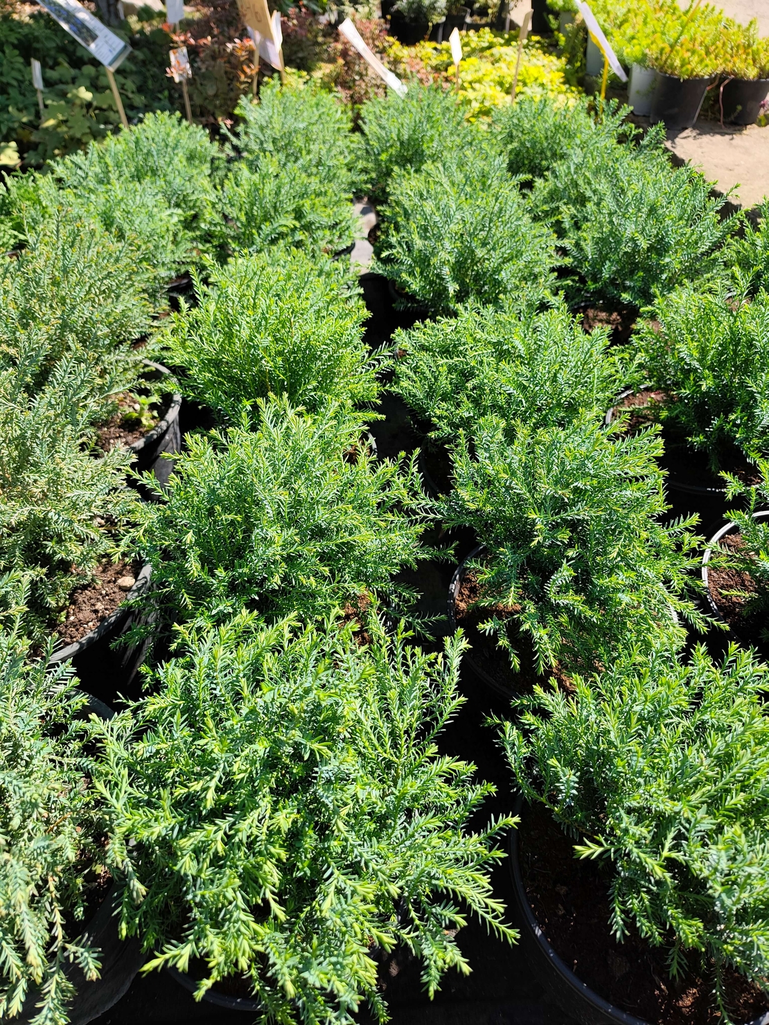 Thuja occidentalis ‘Mr. Bowling Ball’