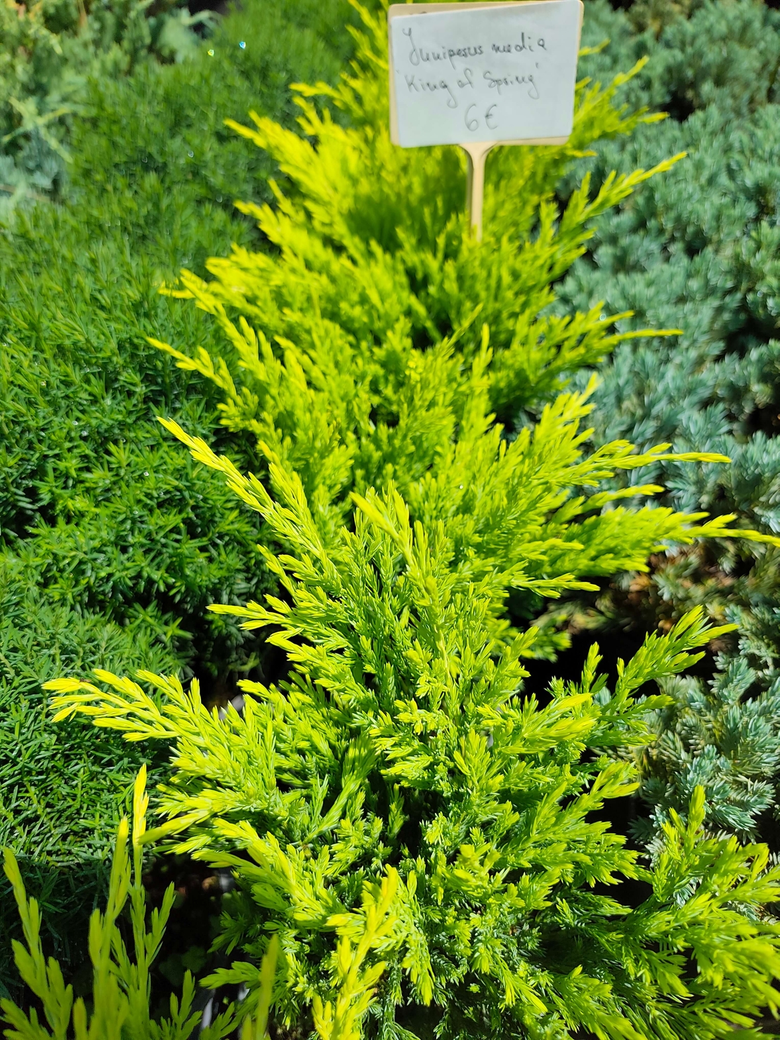 Juniperus × media 'King of Spring'