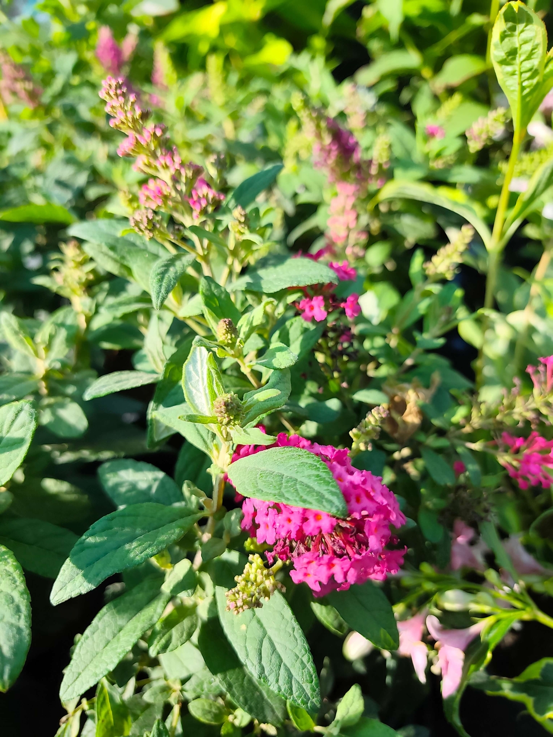 Buddleja mini (Компактна будлея)