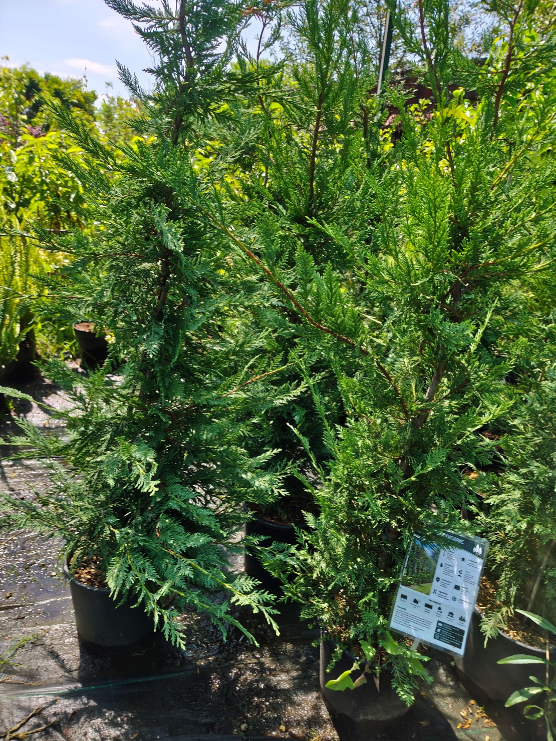 Cuprocyparis leylandii (Лейландски кипарис)