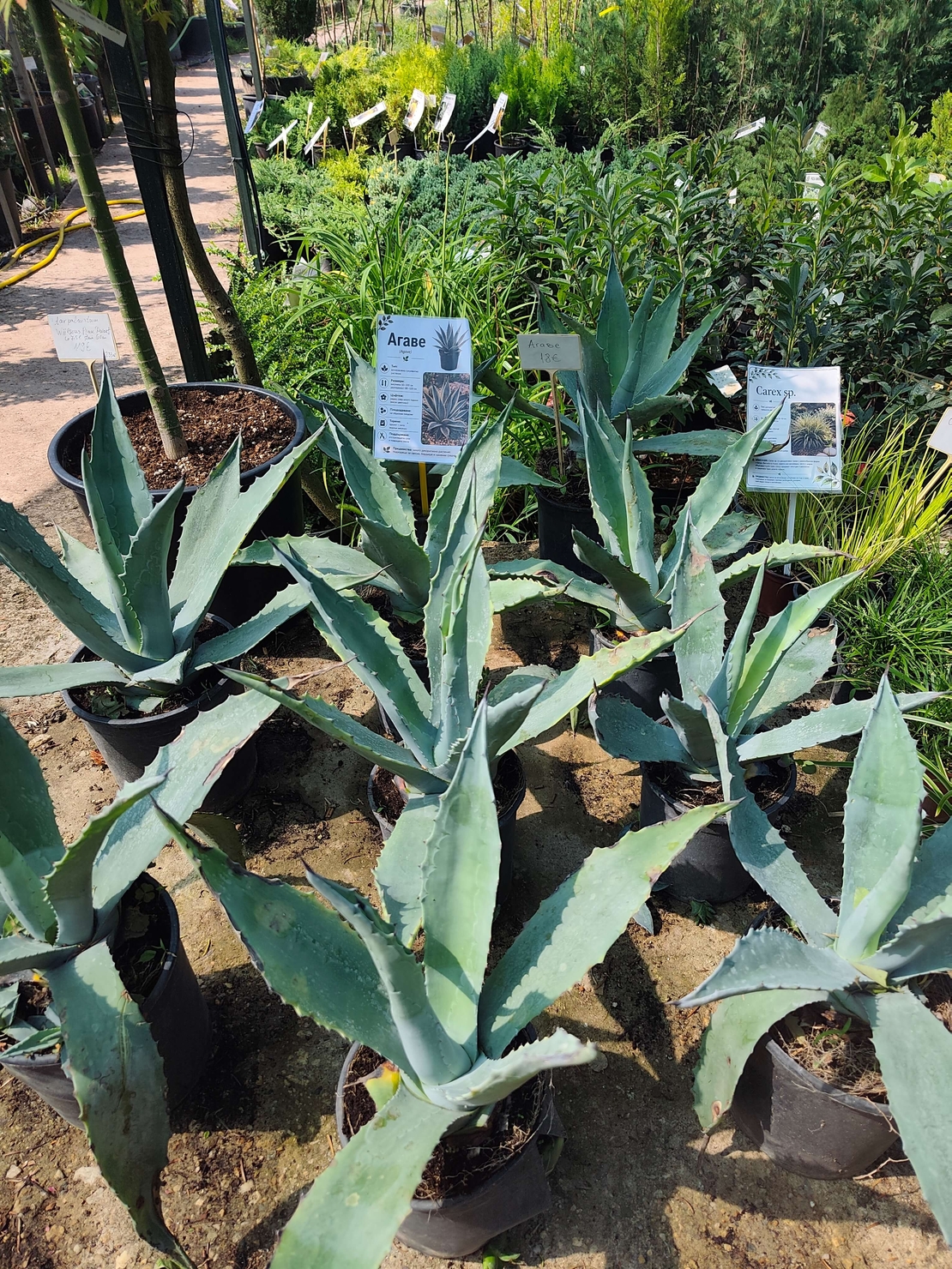 Agave (Агаве)