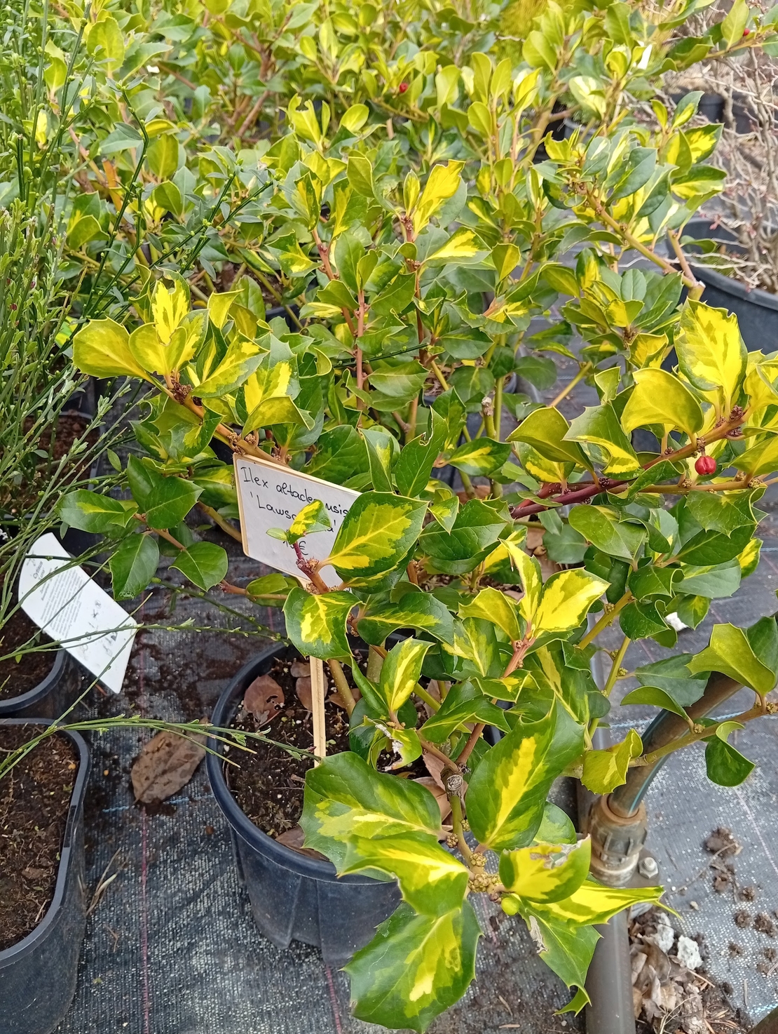 Ilex altaclerensis Lawsoniana