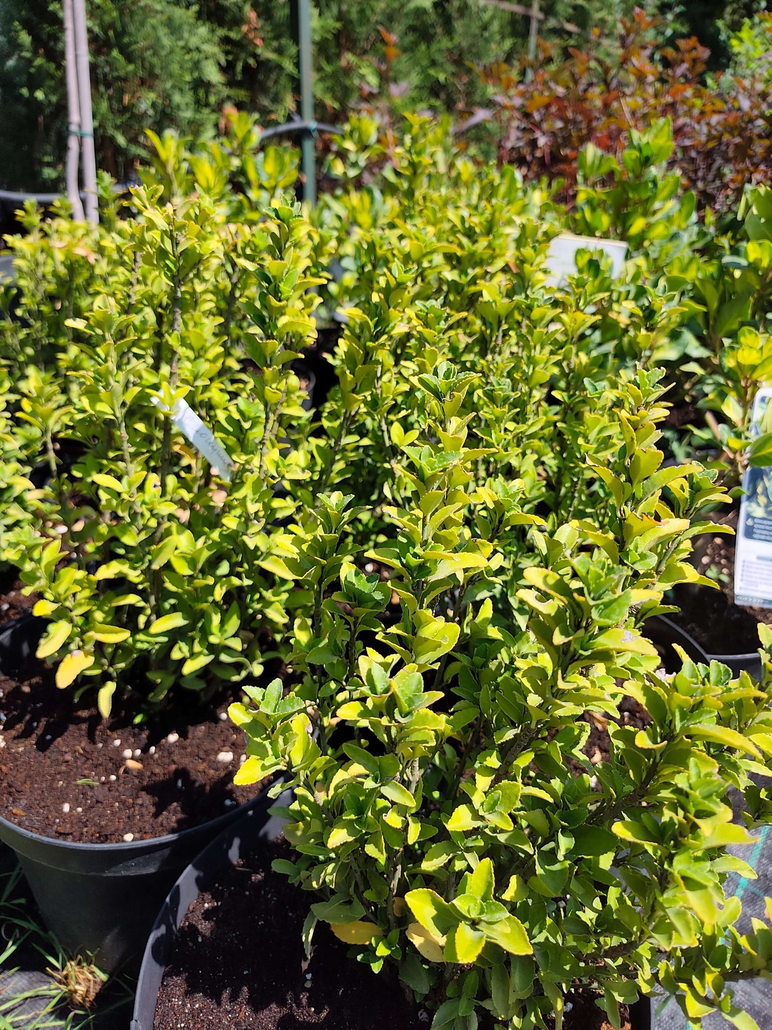 Euonymus japonicus (Японски чашкодрян)