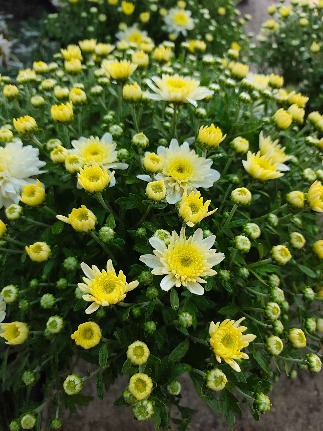 Chrysanthemum × morifolium (Градинска хризантема)