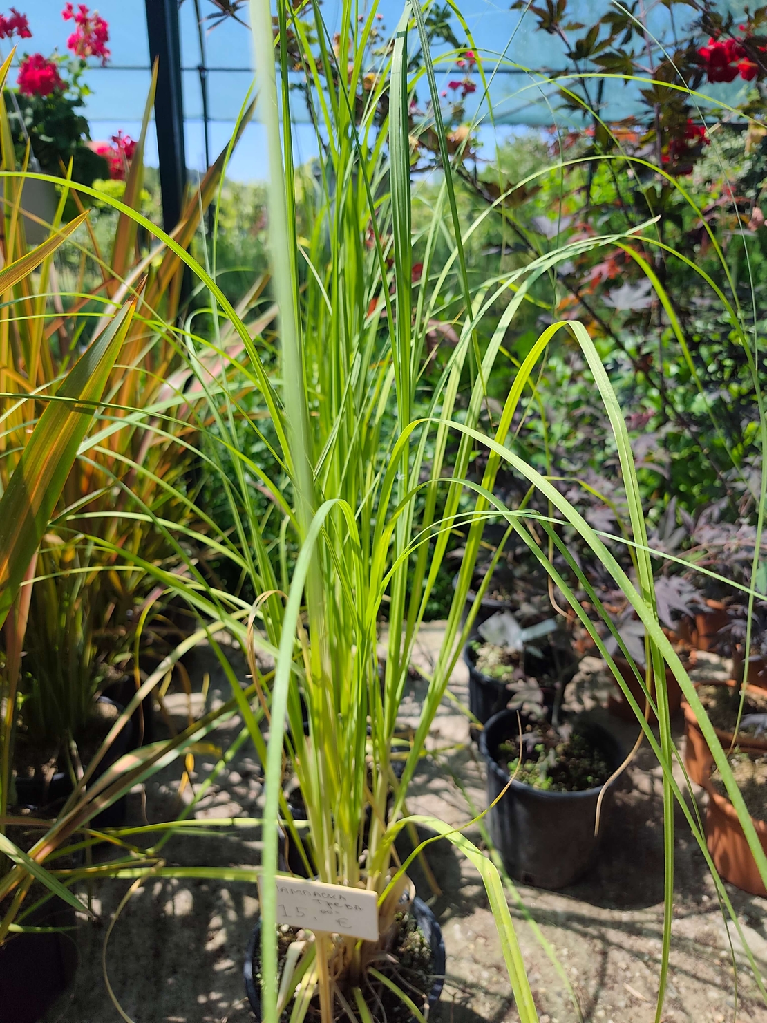 Cortaderia selloana (Пампаска трева)