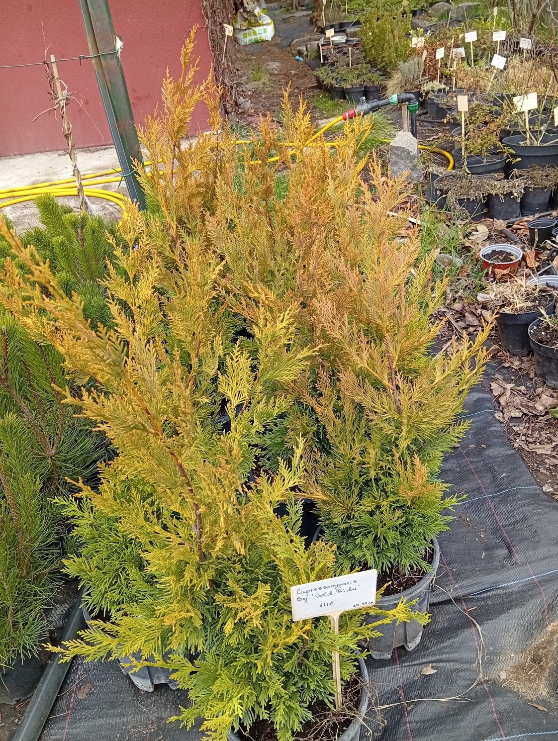 Cupressocyparis leylandii Gold rider