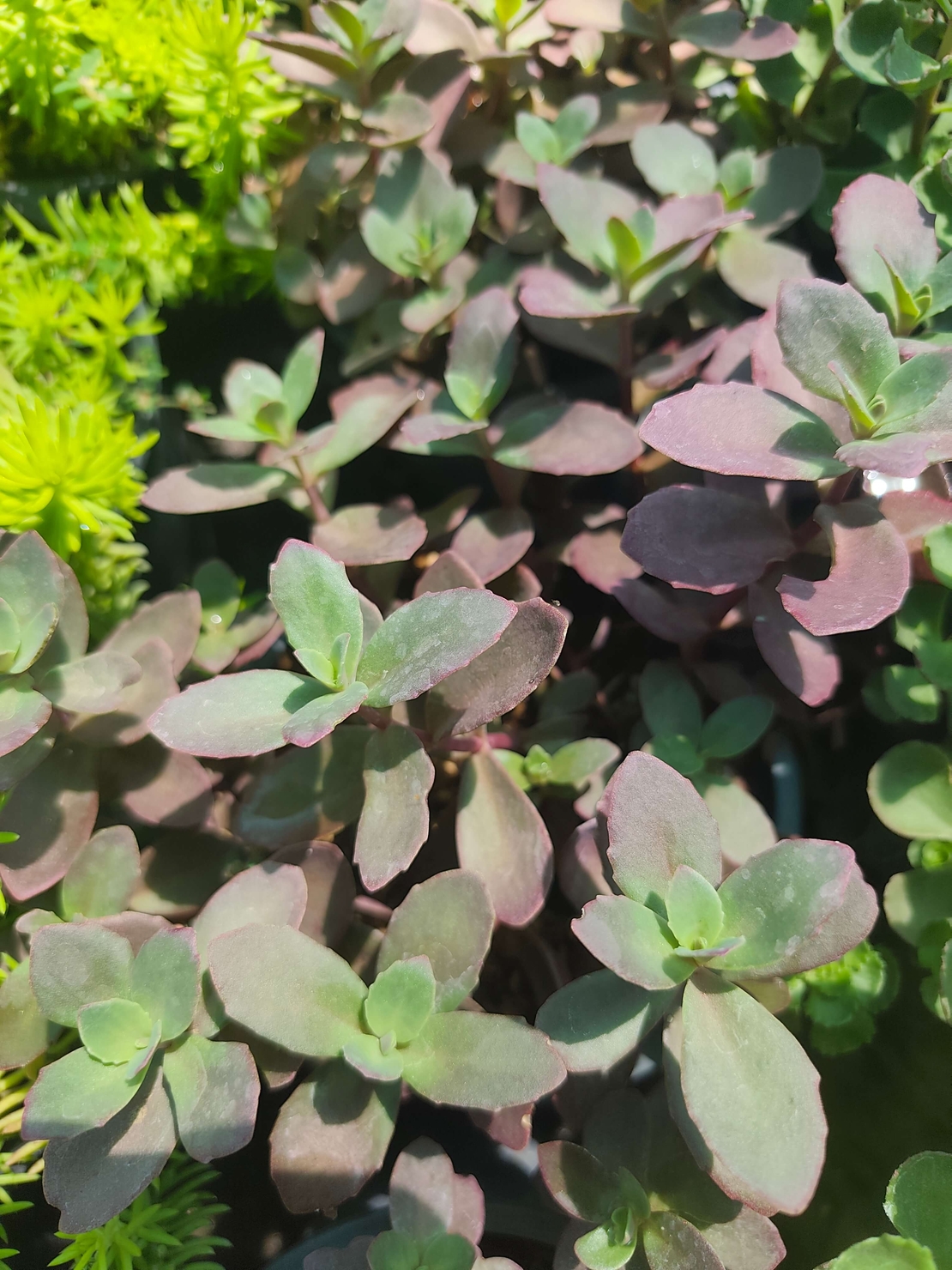 Sedum 'Firecracker'