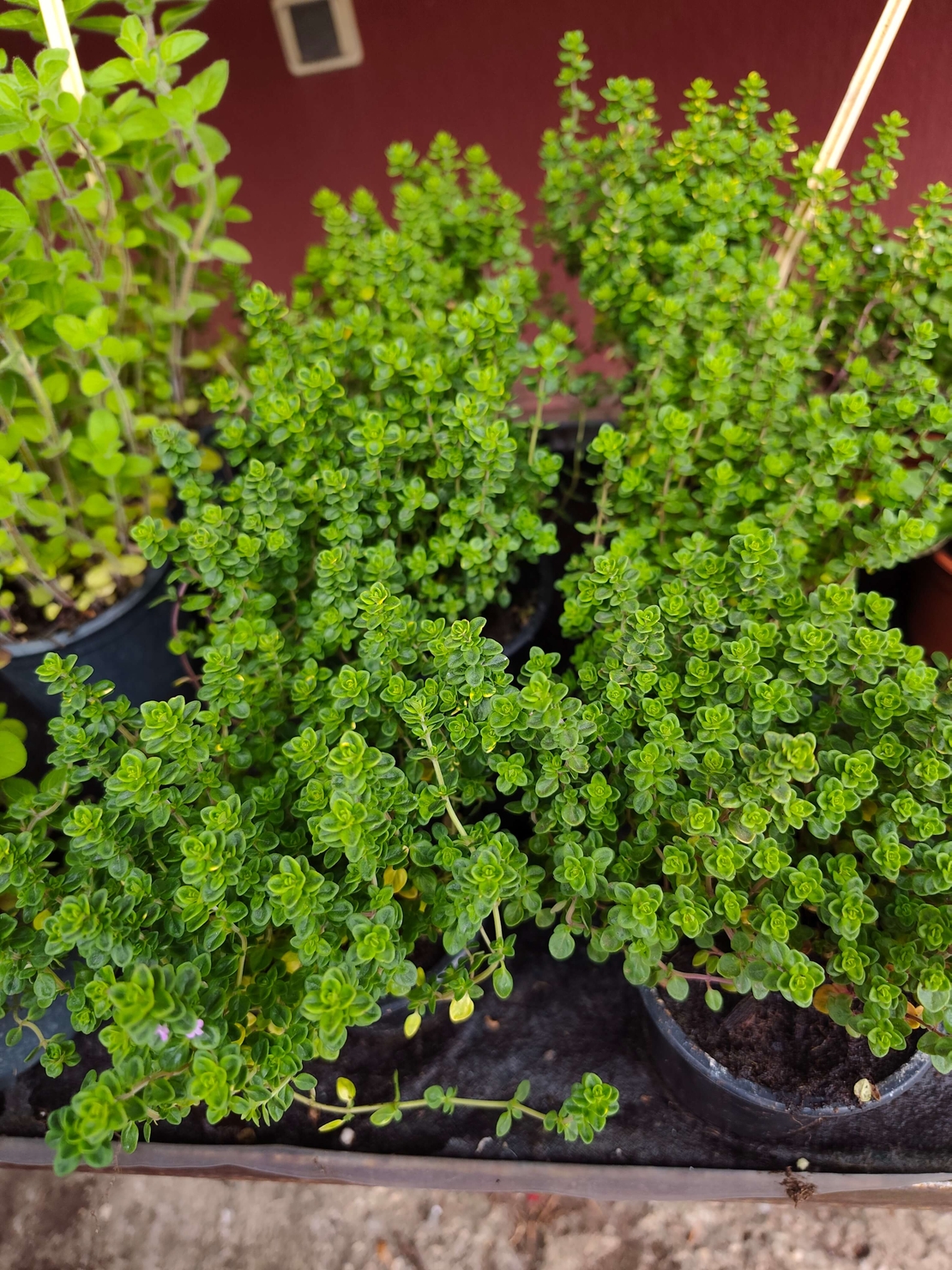 Thymus vulgaris ( мащерка )
