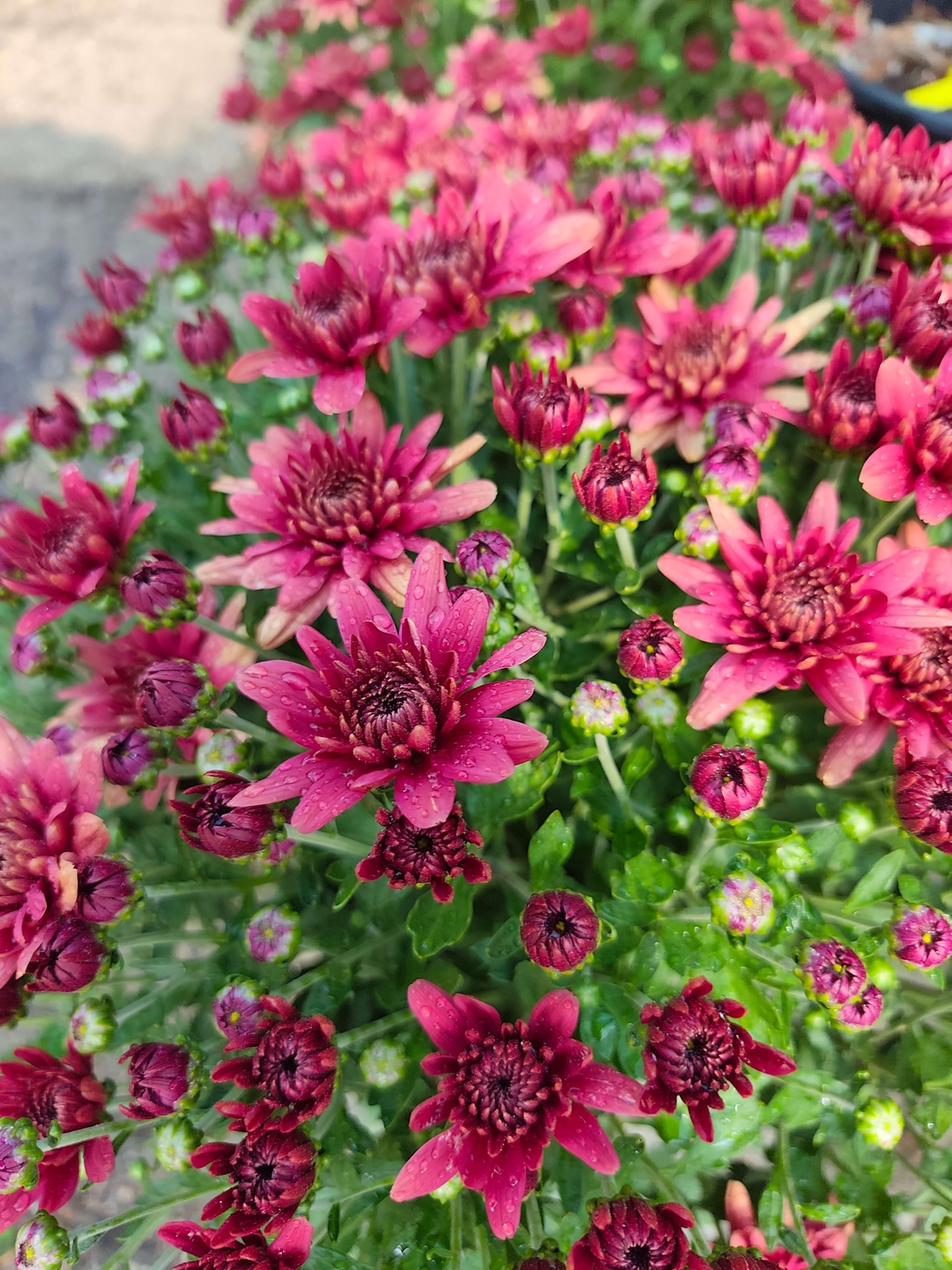 Chrysanthemum × morifolium (Градинска хризантема)