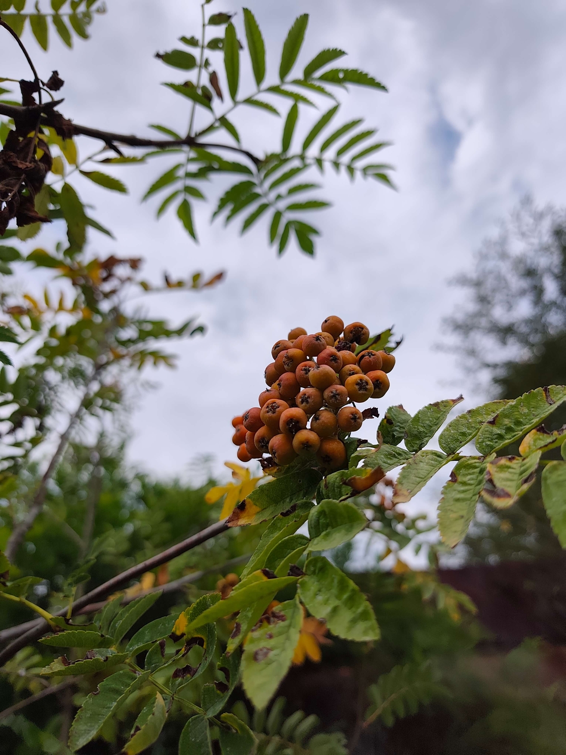 Sorbus aucuparia (Офика)