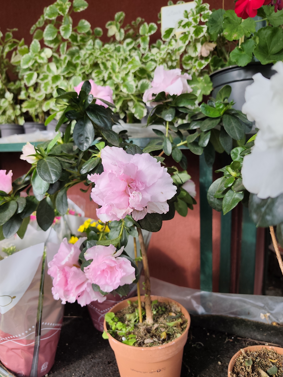 Rhododendron simsii – щамбова форма (Стайна азалия – мини дръвче)