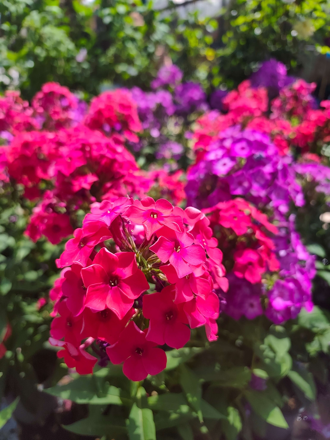 Phlox paniculata (Градински флокс)