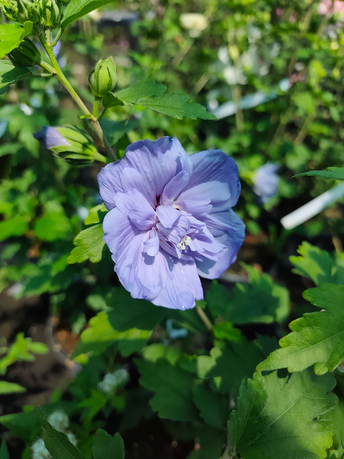 Hibiscus syriacus (Градински хибискус)