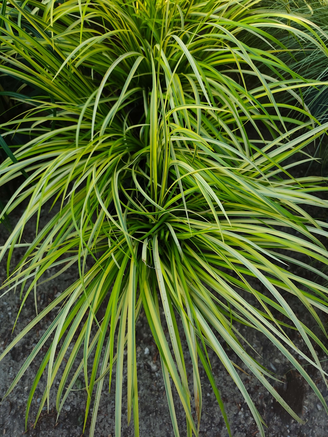 Acorus gramineus ‘Ogon’