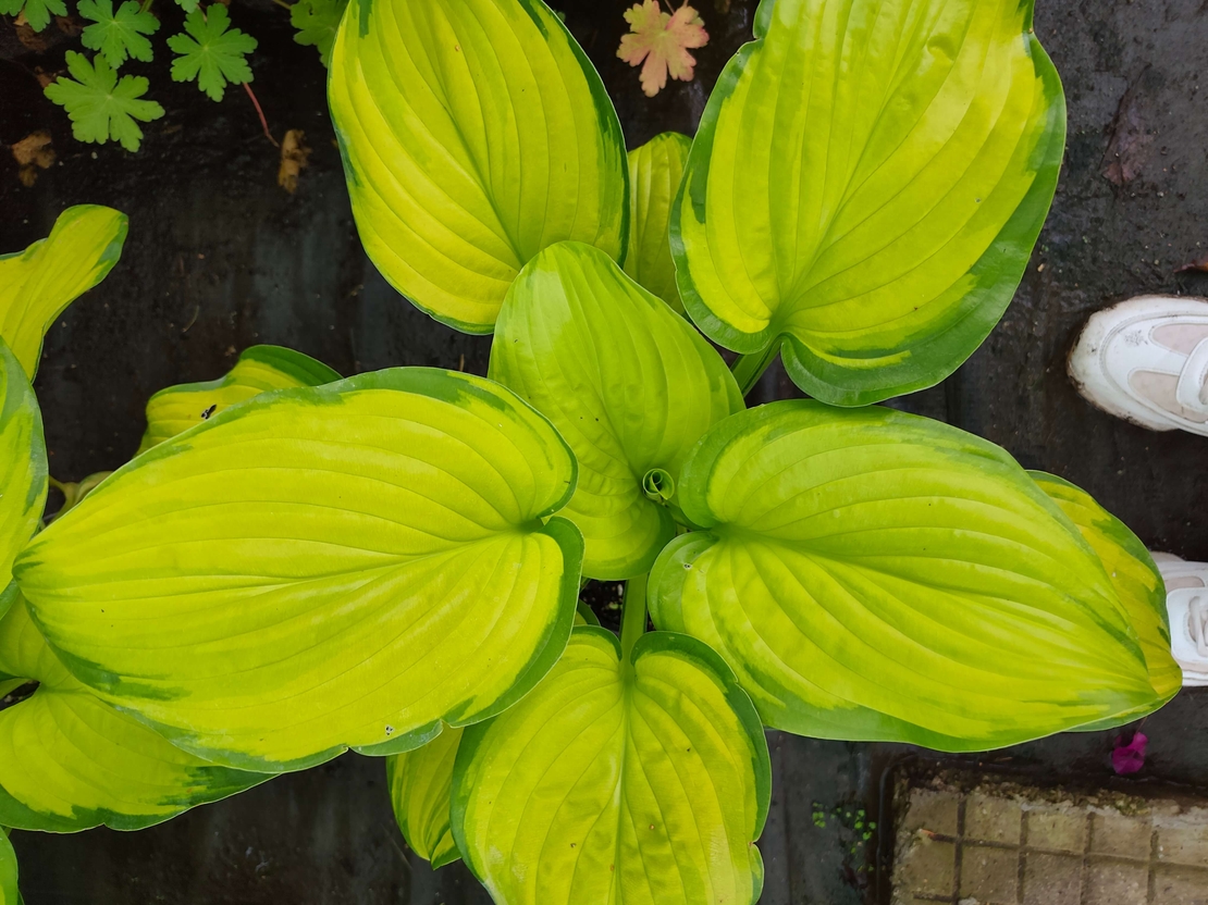 Hosta