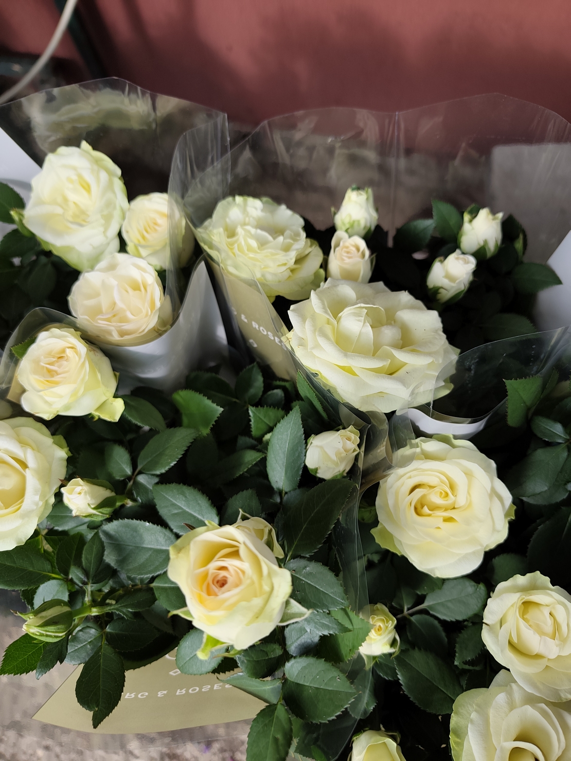Rosa Mini (Мини стайна роза)