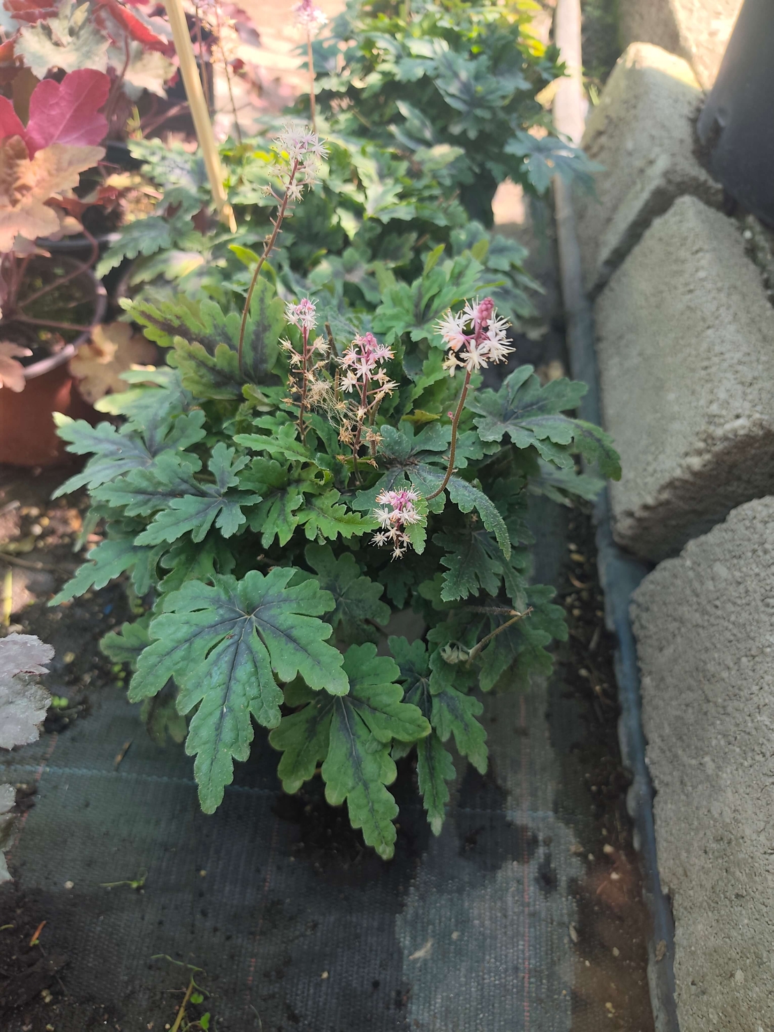 Tiarella 'Angel Wings'