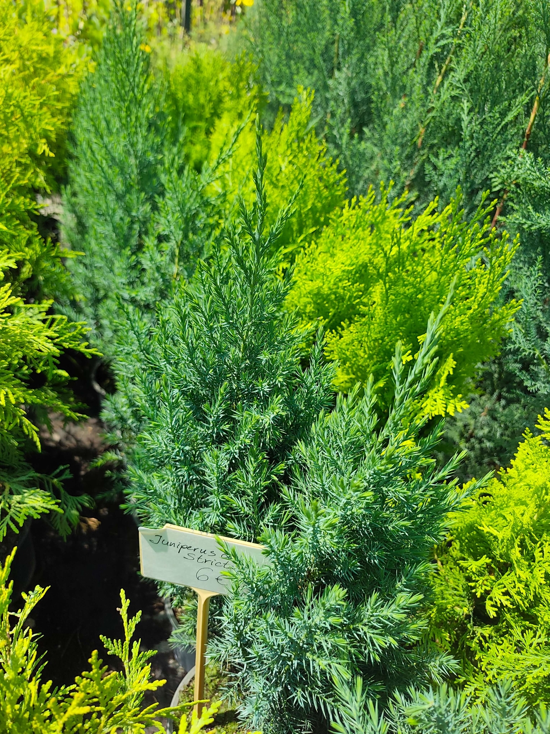 Juniperus chinensis 'Stricta'