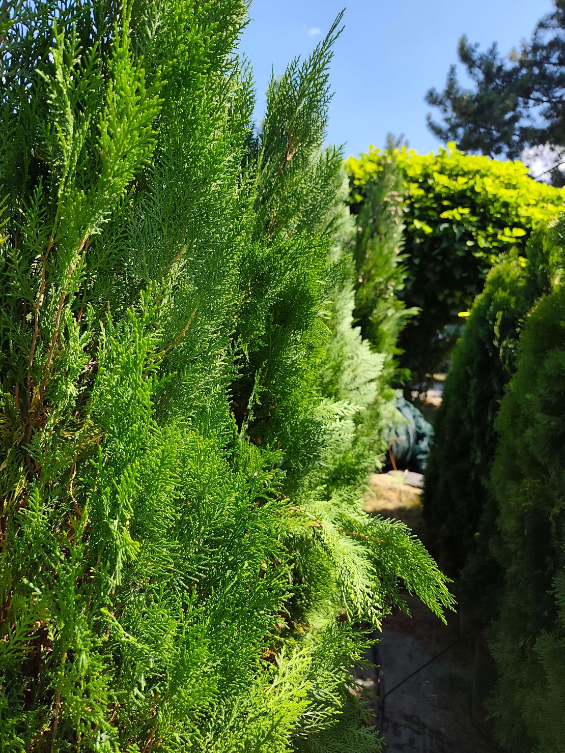 Thuja orientalis 'Pyramidalis' (Източна туя 'Pyramidalis')