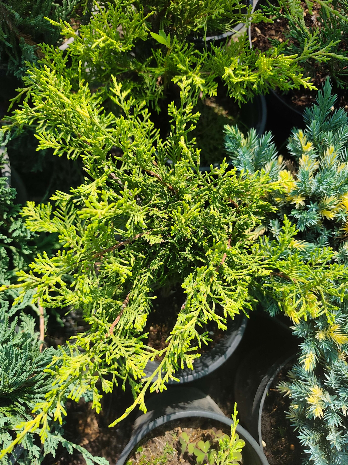 Juniperus media Old Gold