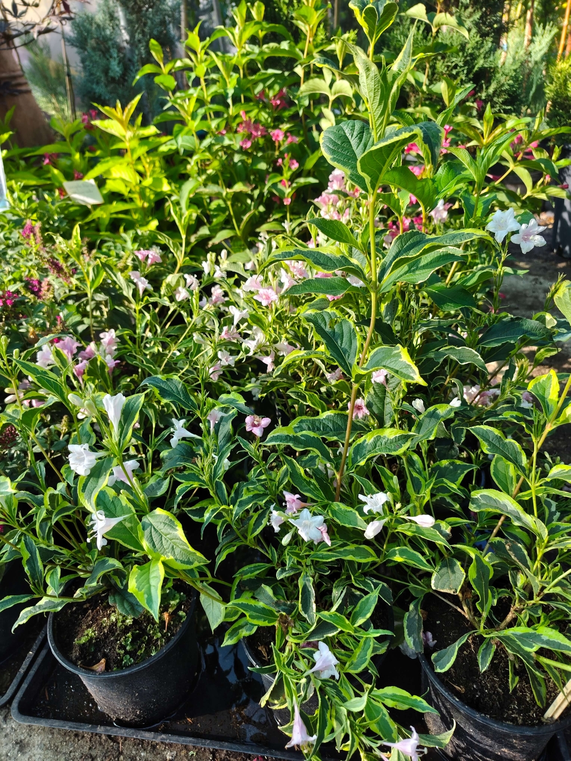 Weigela florida ‘Nana Variegata’