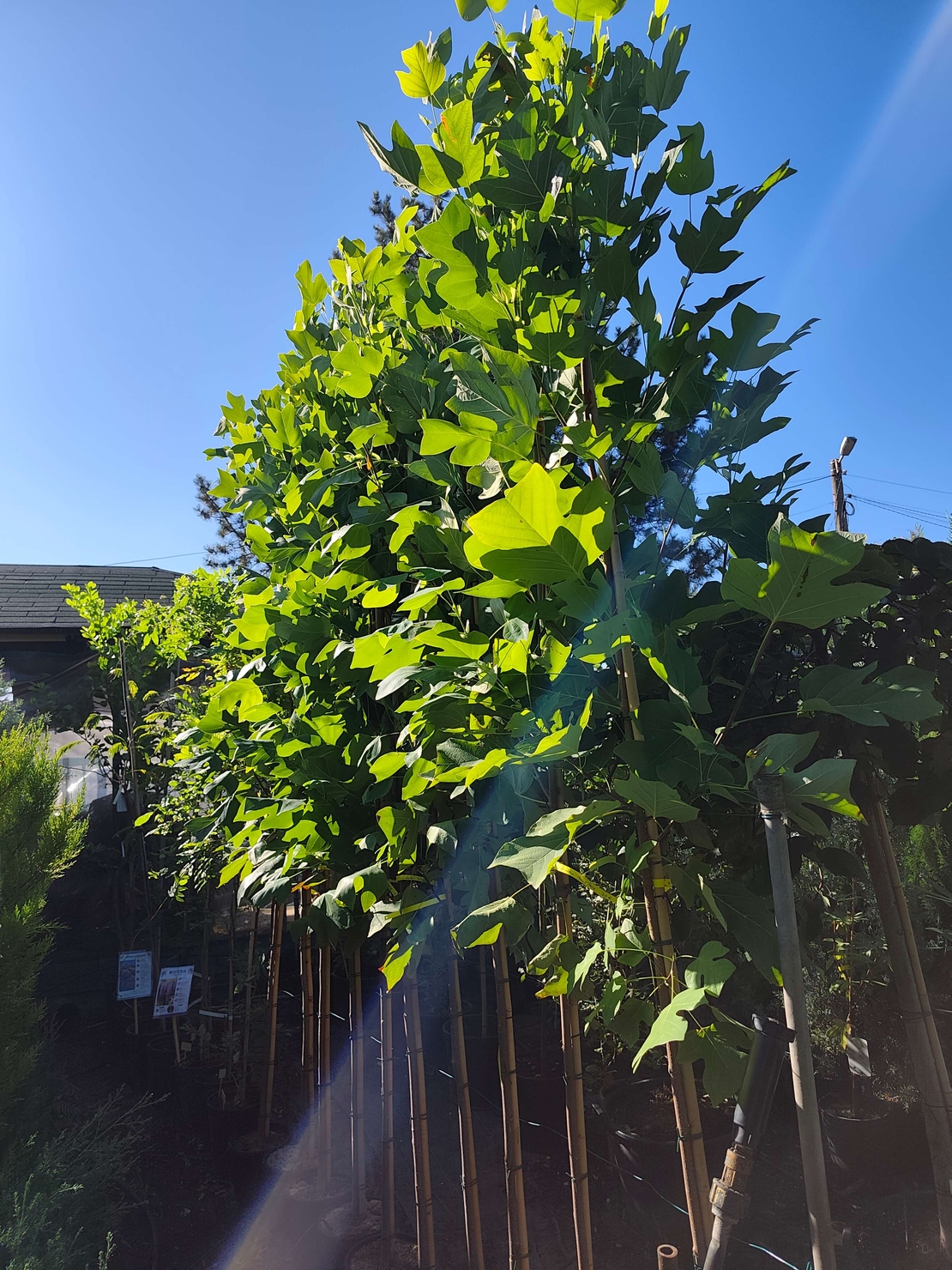 Liriodendron tulipifera (Лалеево дърво)