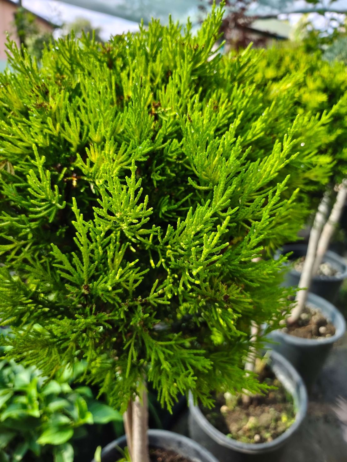 Топиар cupressocyparis gold crest, 1 топка