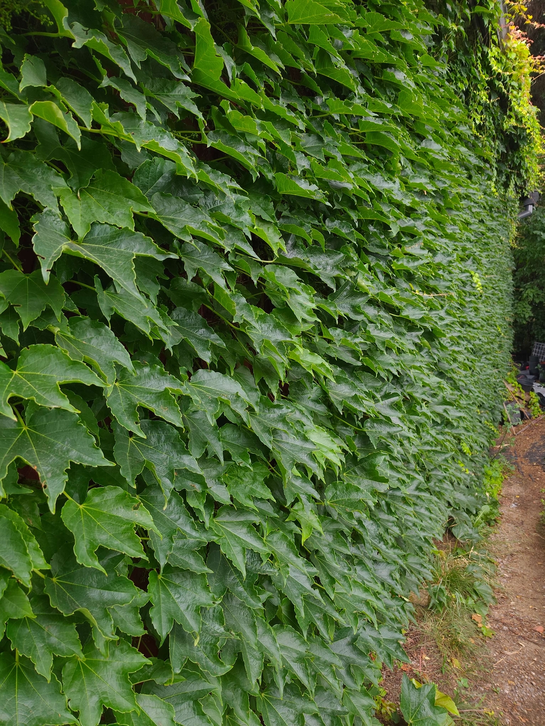 Parthenocissus quinquefolia ( дива лоза )