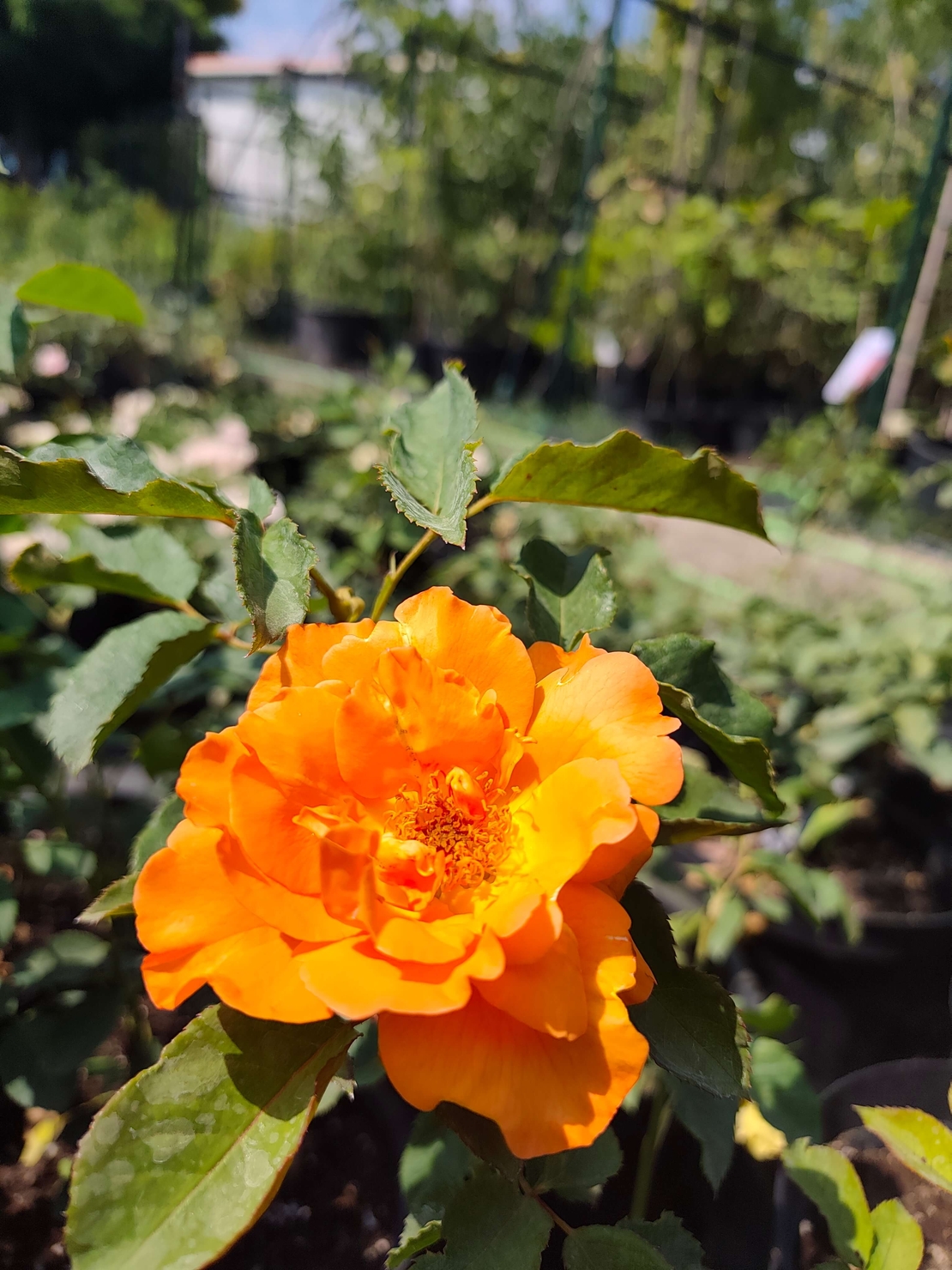 Rosa (Храстовидна роза) МИКС