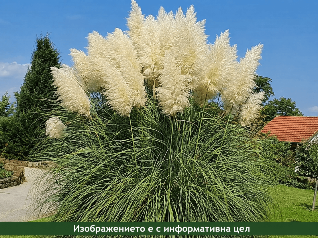 Cortaderia selloana (Пампаска трева)