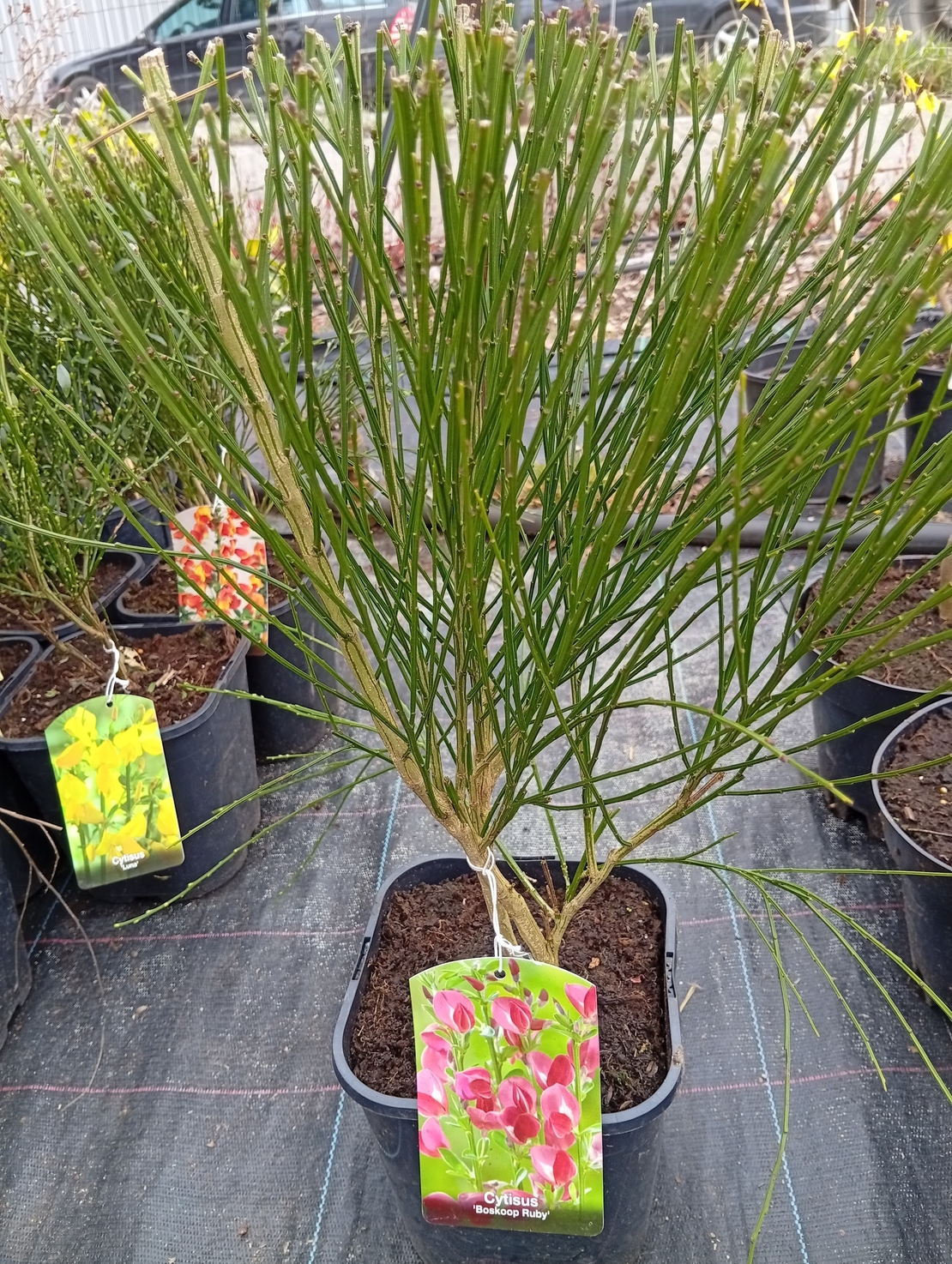 Cytisus Boskoop Ruby