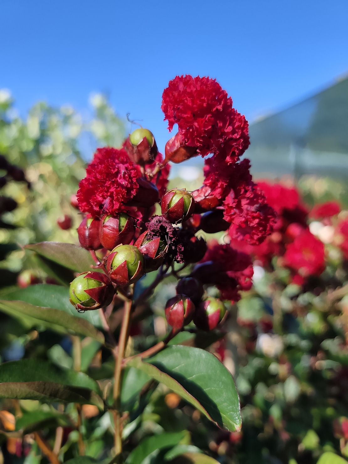 Lagerstroemia indica ‘Red Magic’ – на присадка