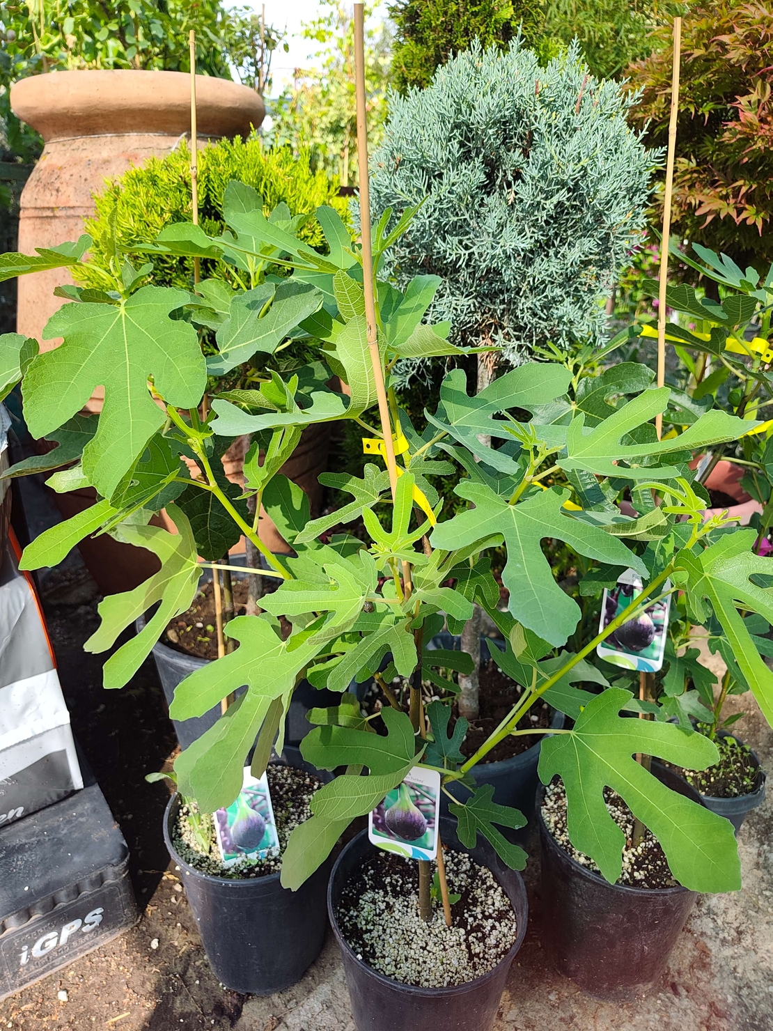 Ficus carica (Смокиня)