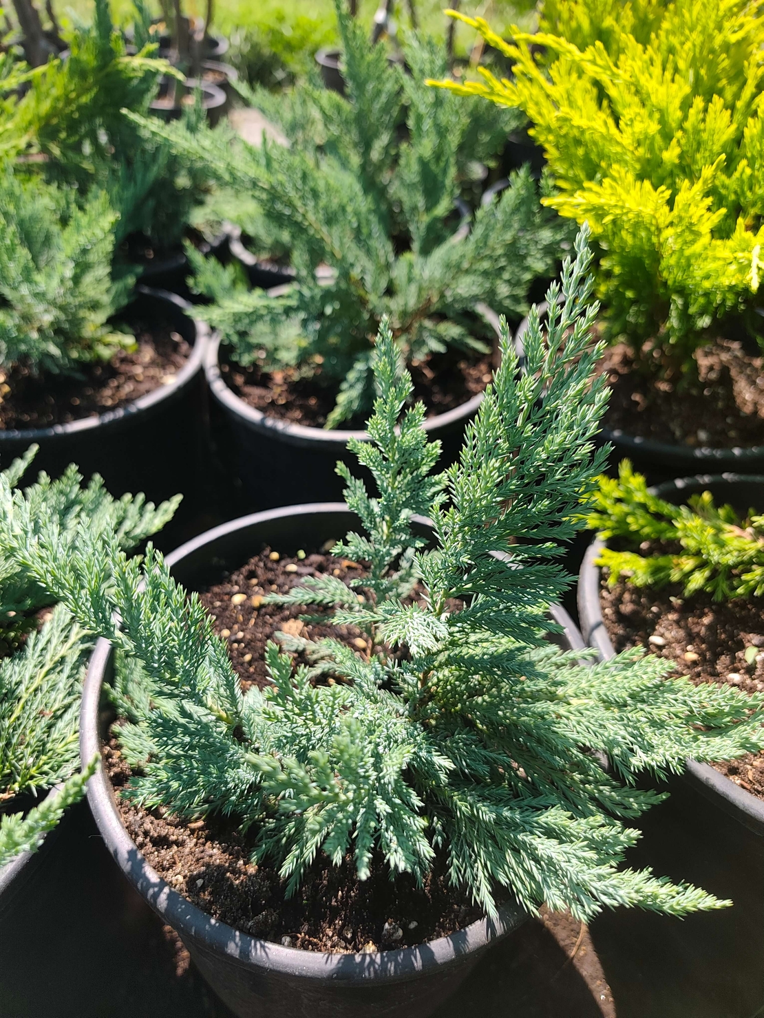 Juniperus horizontalis 'Prince of Wales'