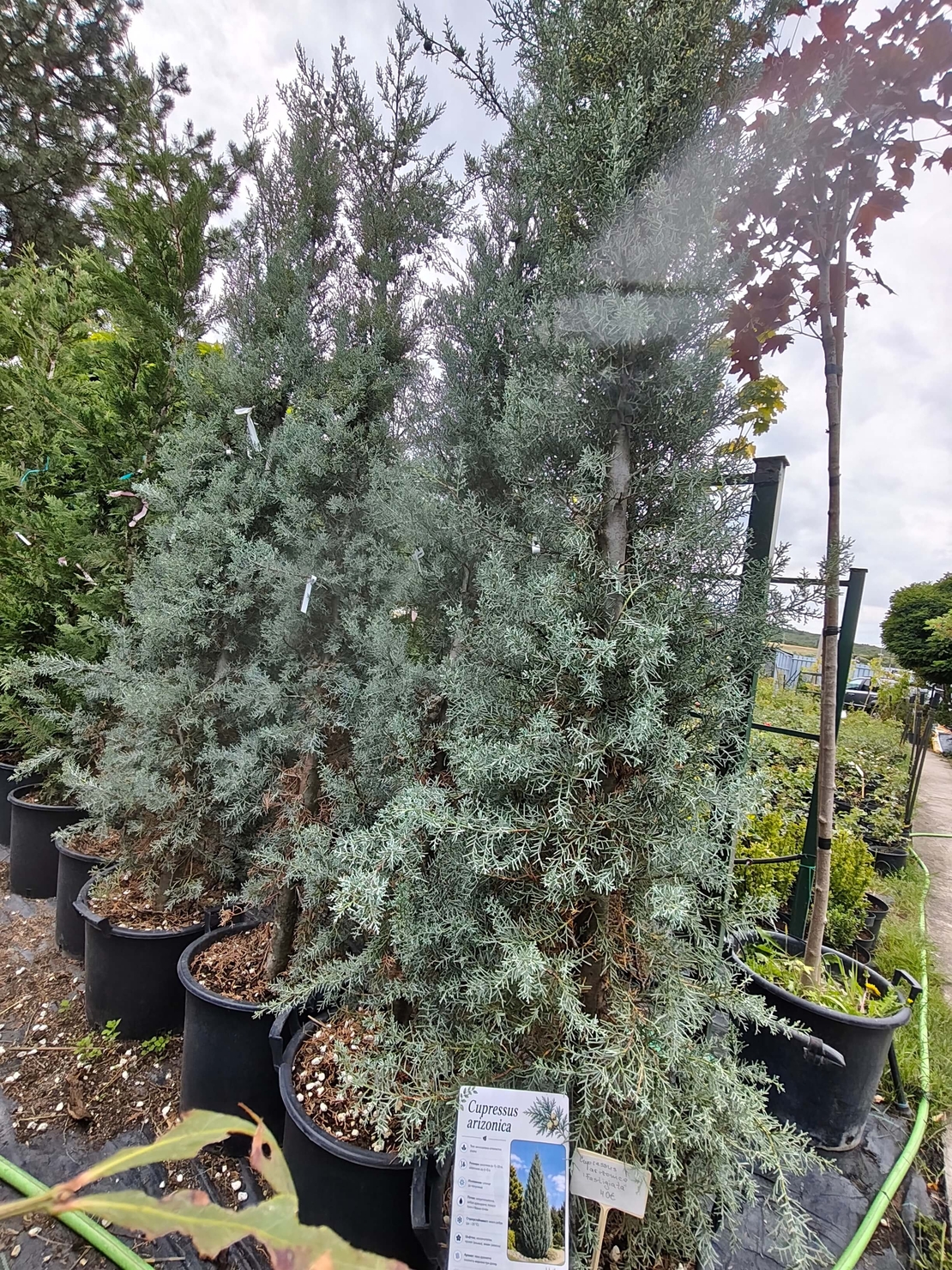 Cupressus arizonica (Аризонски кипарис)