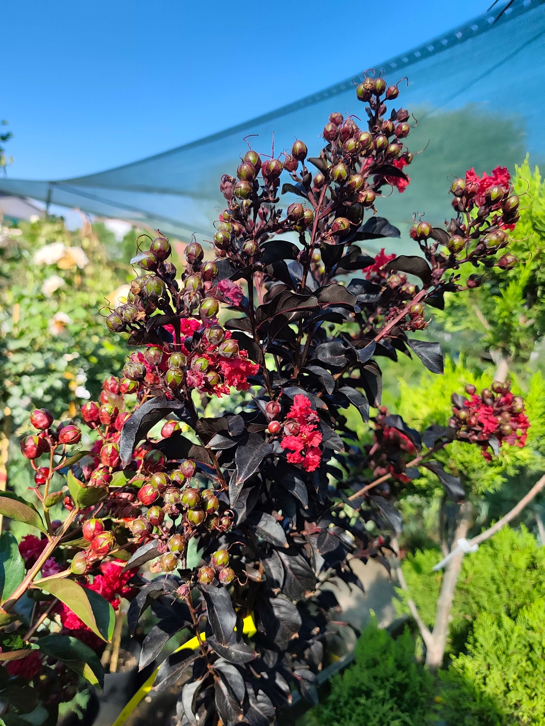 Lagerstroemia indica ‘Double Dynamite’ – на присадка
