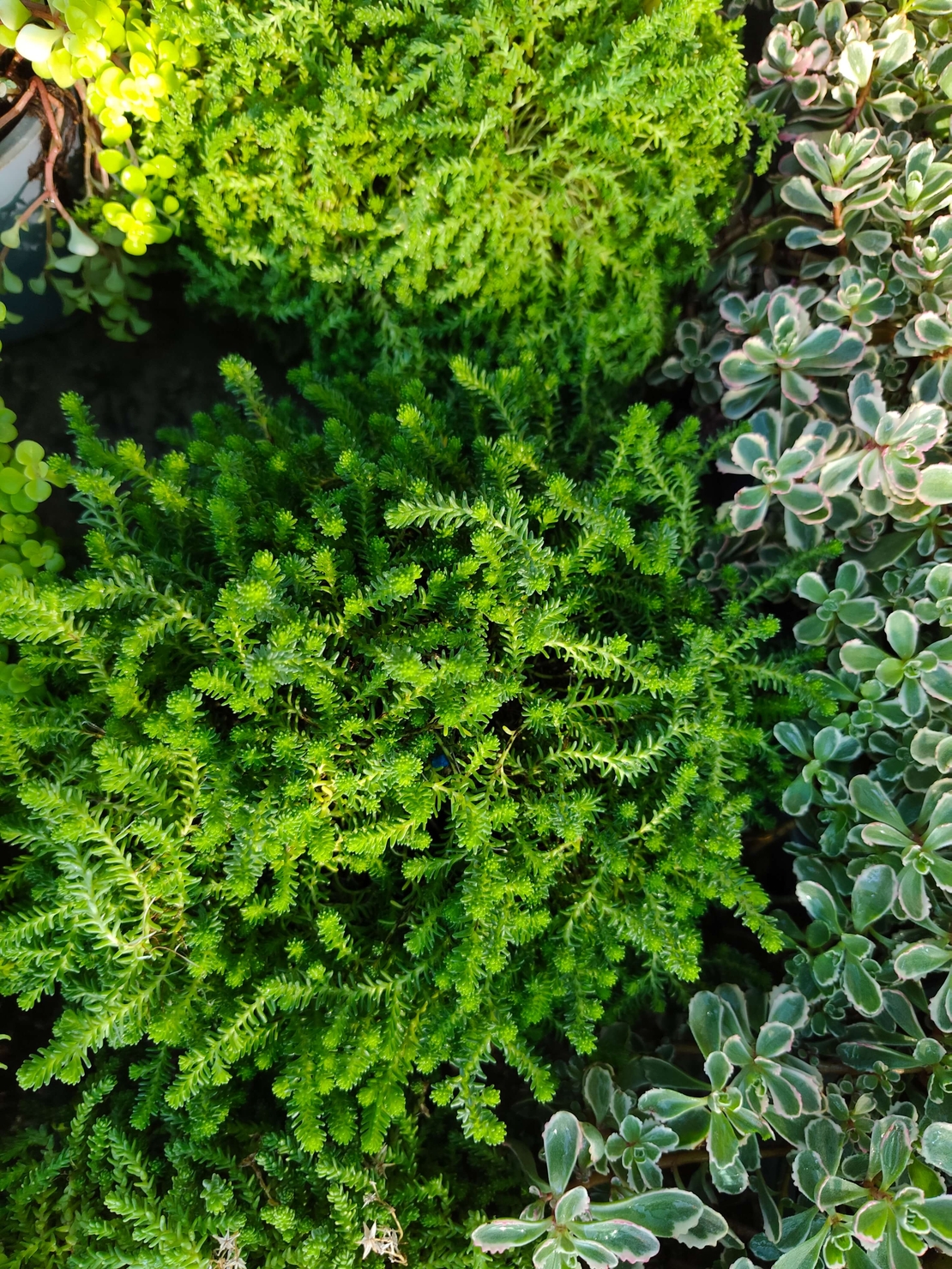 Sedum acre 'Aureum' (Златист седум)