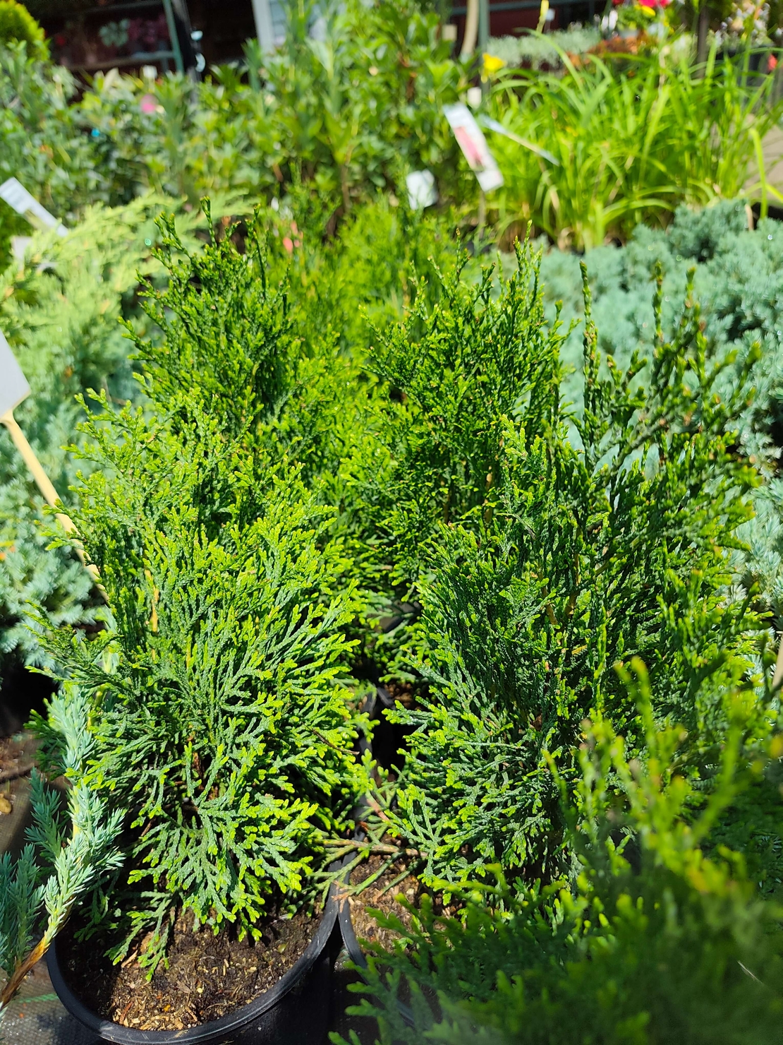 Thuja occidentalis 'Smaragd' (Туя Смарагд)
