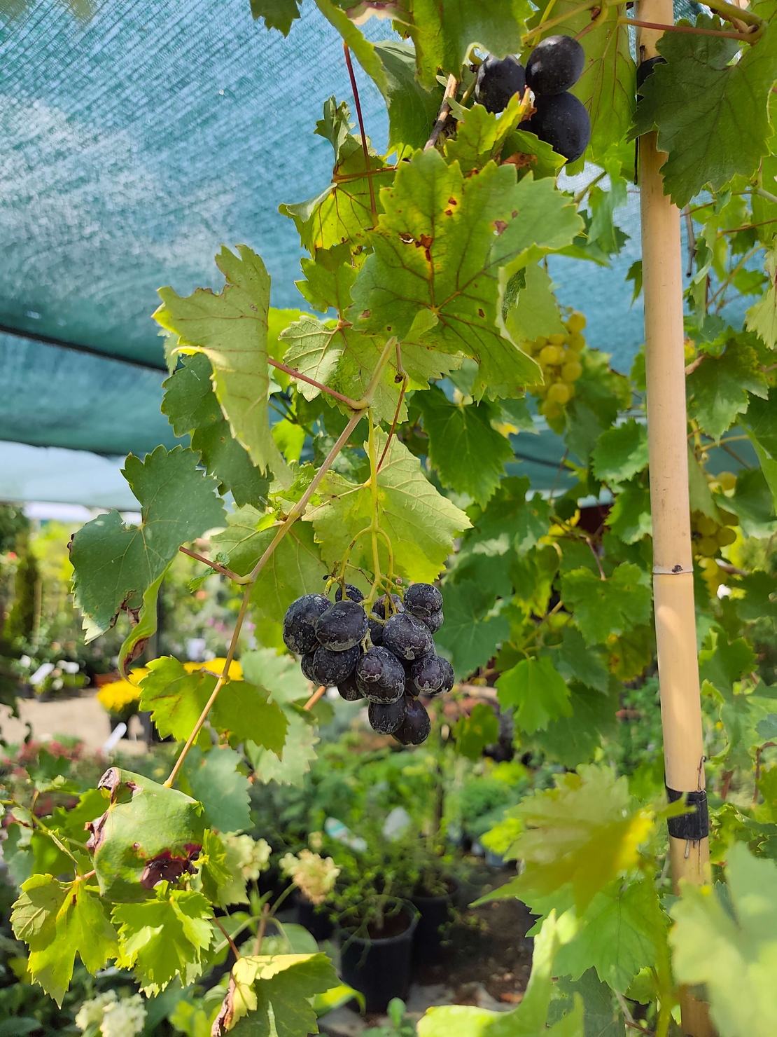 Vitis vinifera (Десертно грозде)