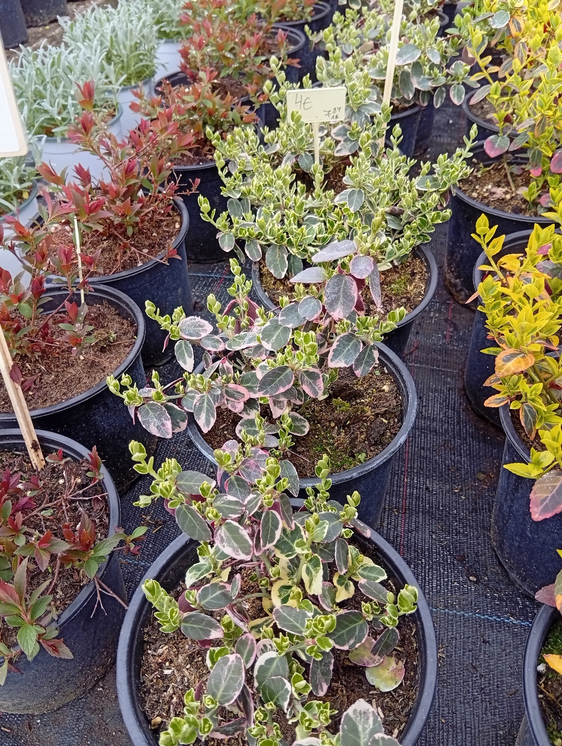 Euonymus fortunei Emerald Gaiety