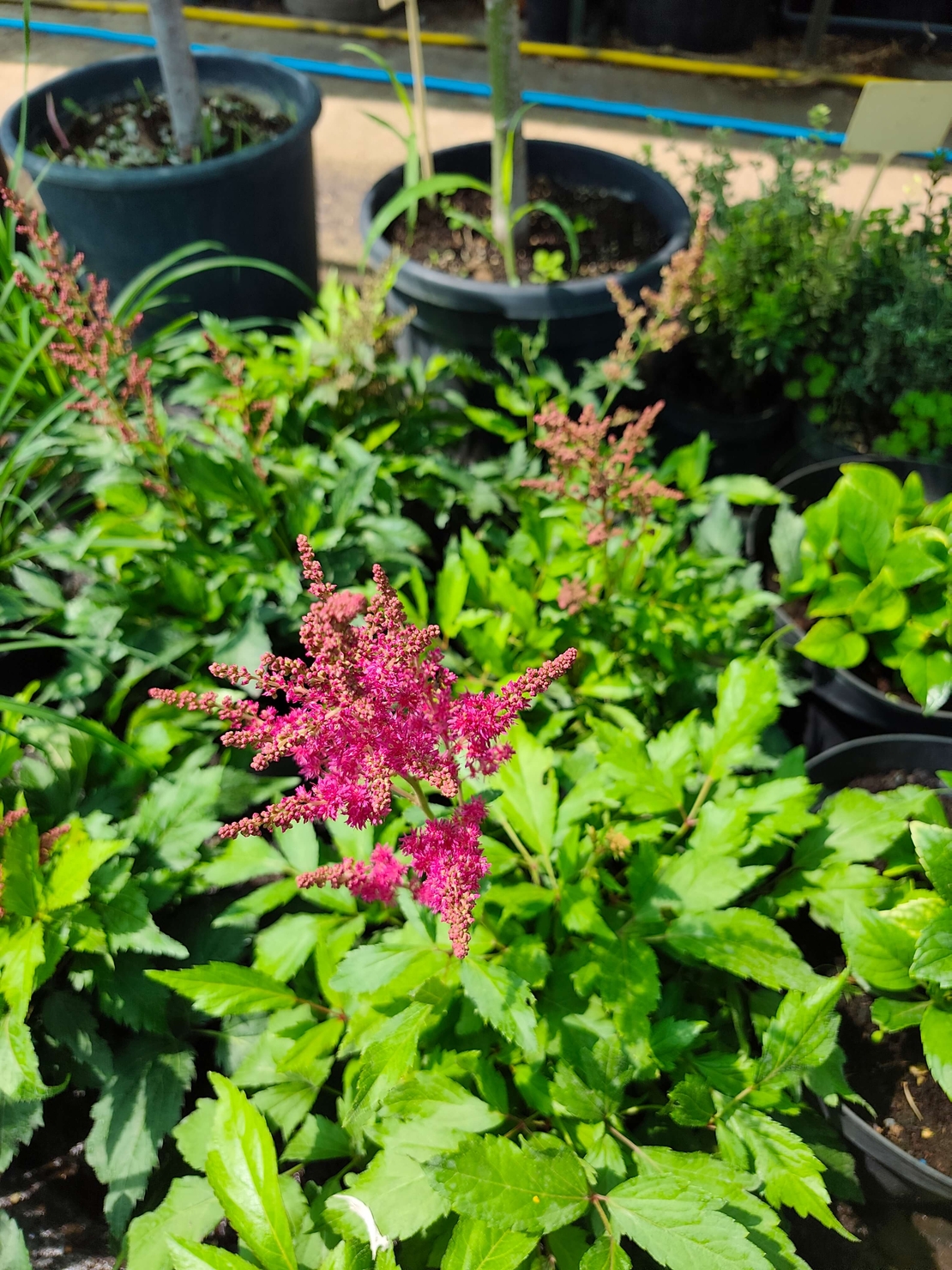Astilbe (Астилбе)