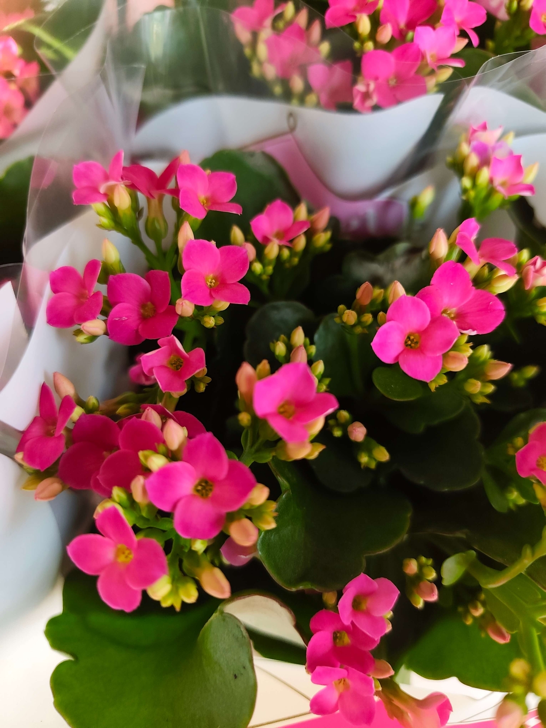 Kalanchoe blossfeldiana (Каланхое)