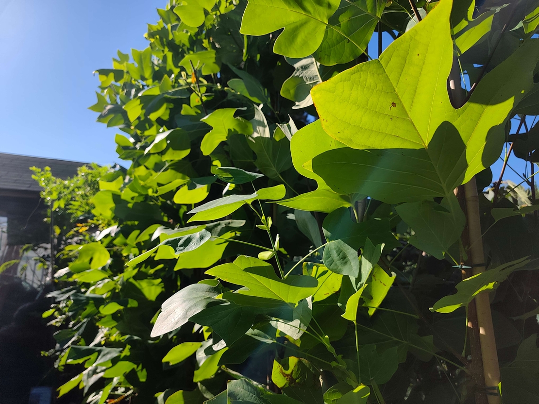 Liriodendron tulipifera (Лалеево дърво)