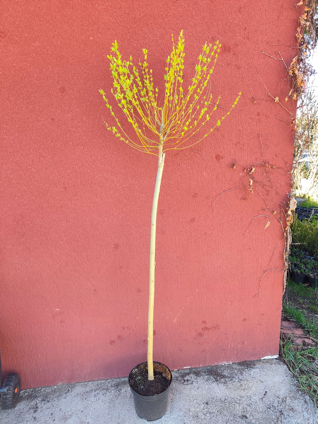 Salix integra Hakuro Nishiki