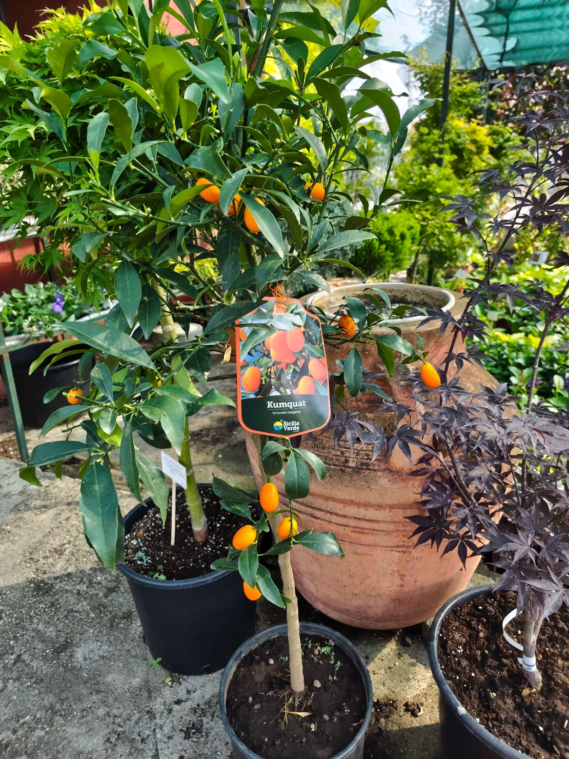 Citrus japonica (Кумкуат)