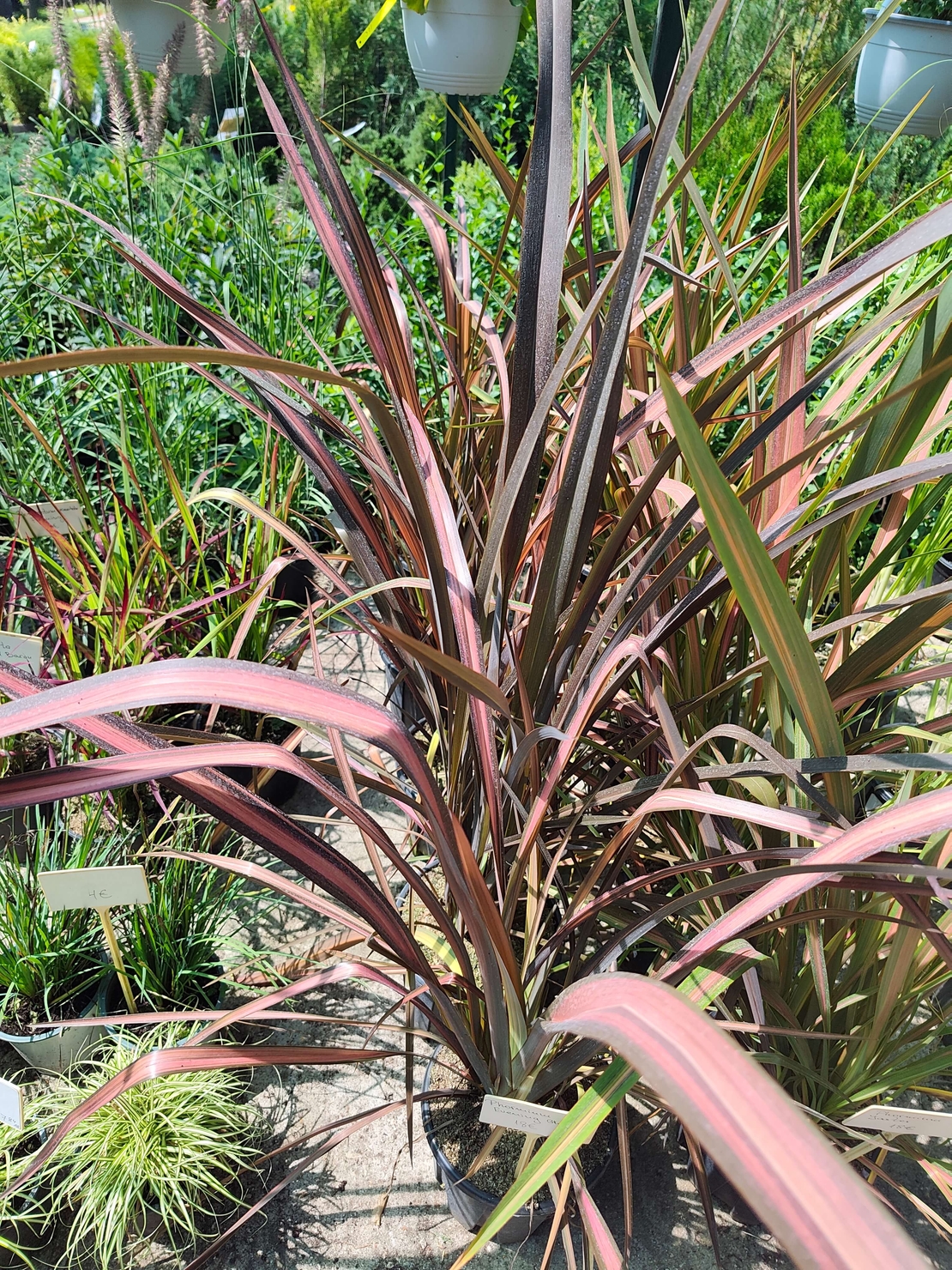 Phormium 'Evening Glow'
