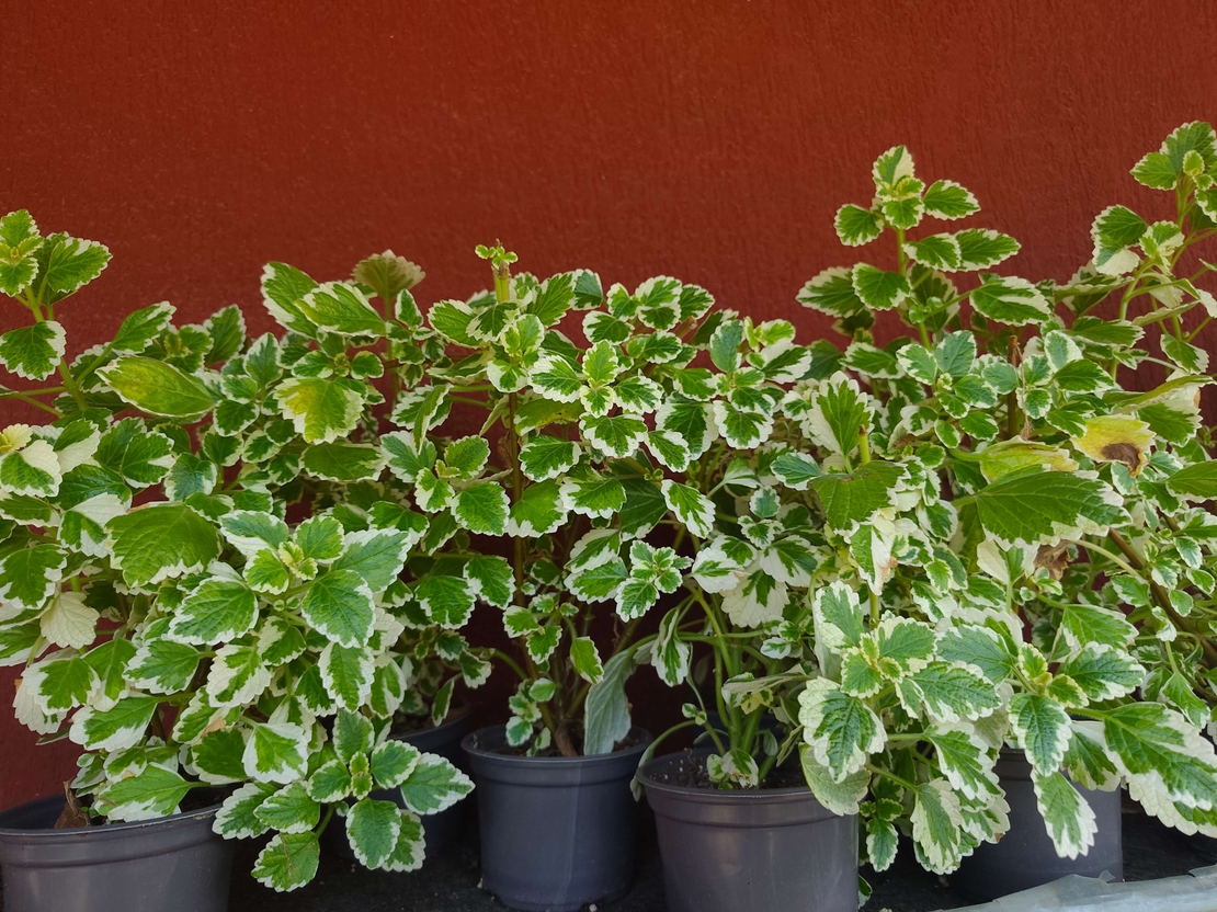 Coleus scutellarioides (Колеус)