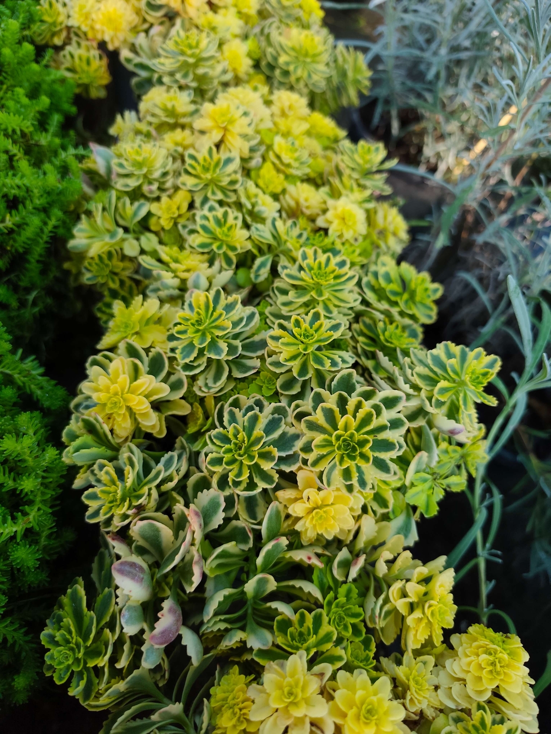 Sedum takesimense 'Atlantis'