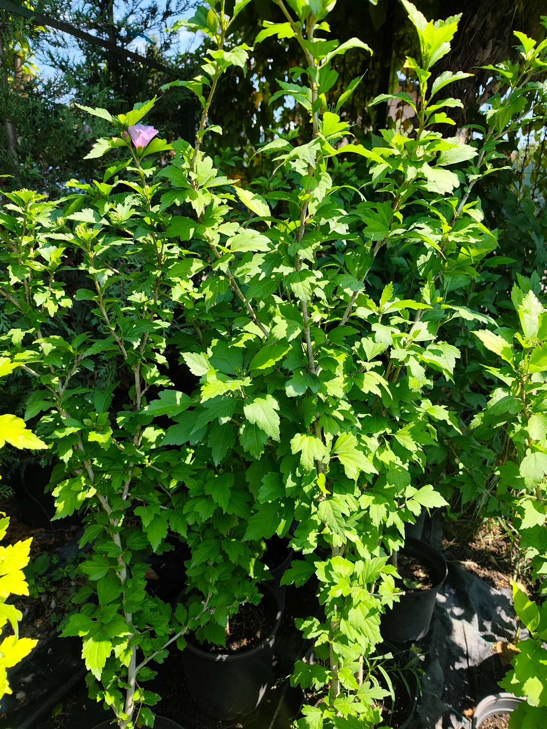 Hibiscus syriacus (Градински хибискус)